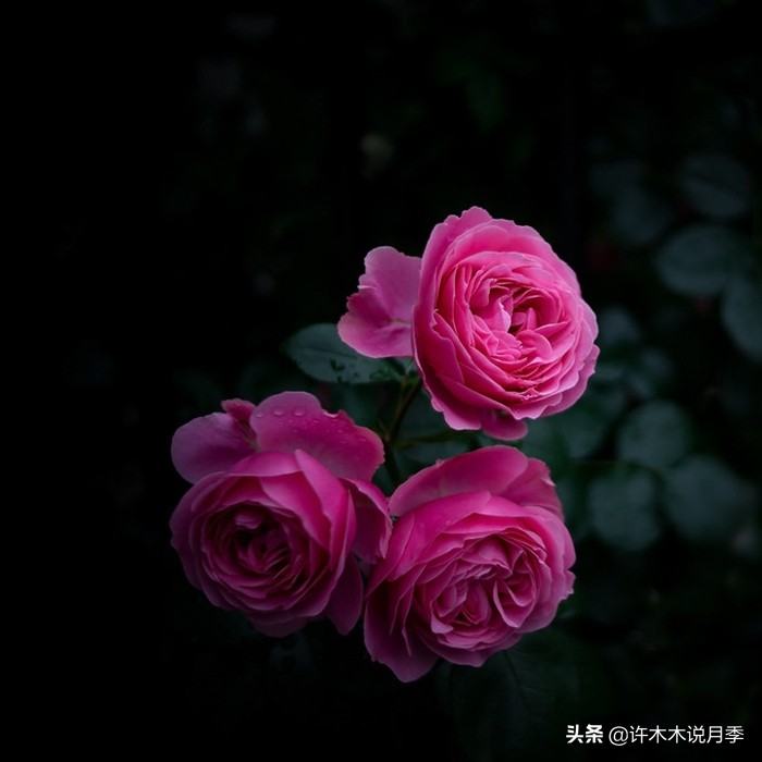 买到假月季苗怎么办,怎样网购月季不受骗