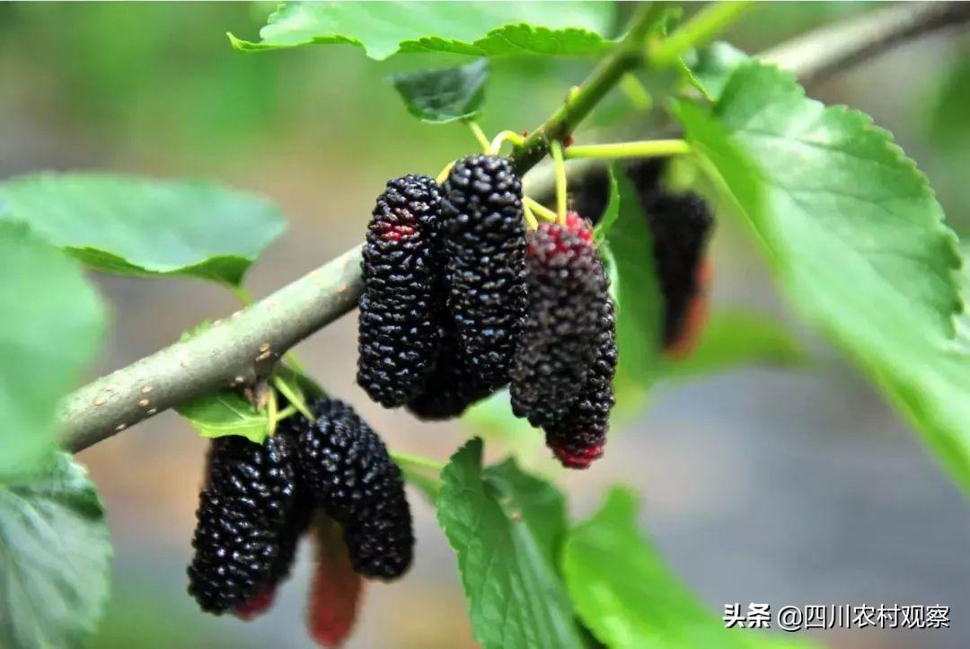 四川人小时候都吃过的美食,四川人小时候吃的锅巴