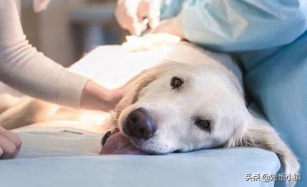 狗狗吞食异物怎么办啊,狗狗卡异物什么症状