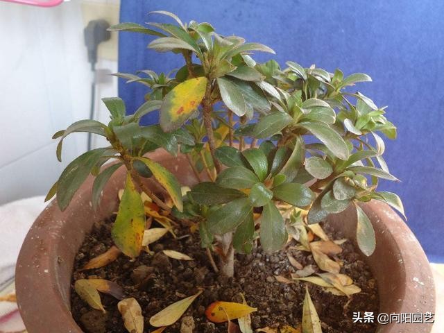 花卉处理,花卉后期的处理方法