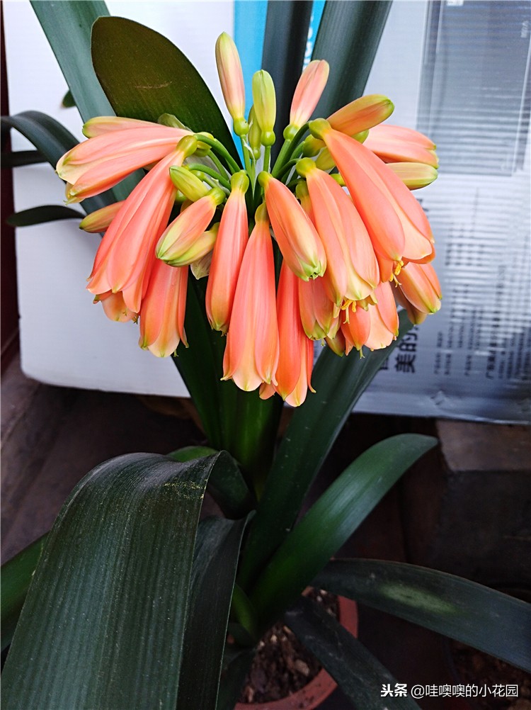 君子兰怎样浇水才能不烂根,养君子兰注意3点叶片肥厚不黄叶