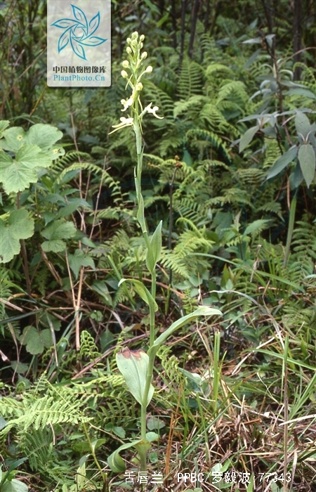 中药材牛尾竹,中草药观音菊图片
