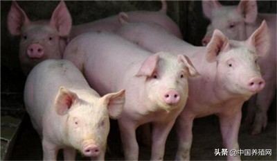 非洲猪瘟疫情对家猪的威胁越发严重