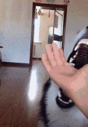 金毛搞笑表情图片伸手,金毛玩耍的动图搞笑