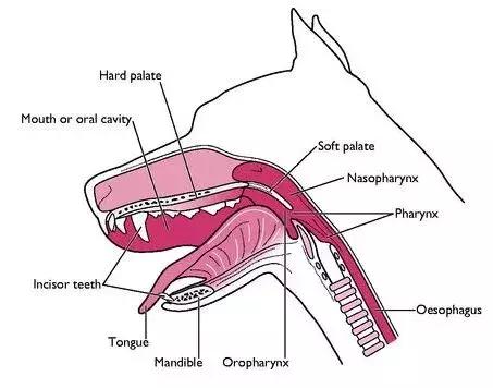 汪星人真实的秘密,汪星人的惊人秘密