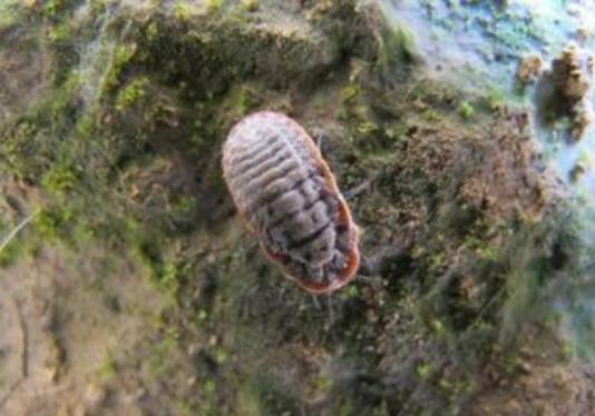 姓“草”的介壳虫，危害不容小觑