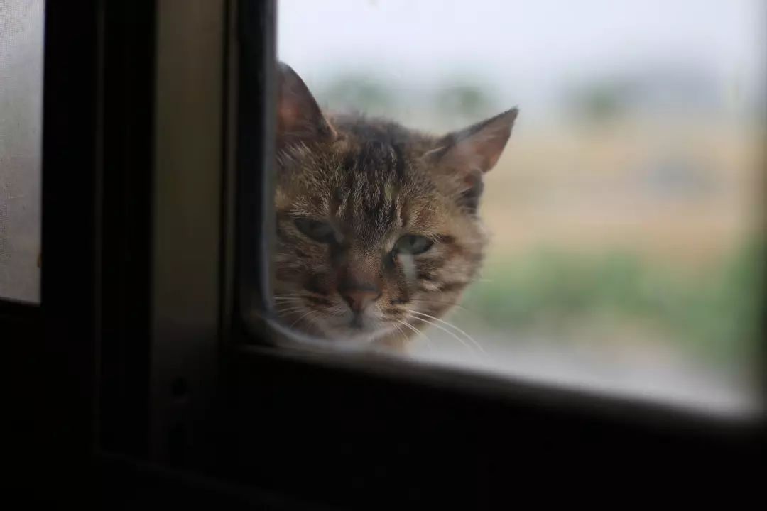 爱猫不慎走失，原因令主人伤心，铲屎官应学两种寻猫小方法！