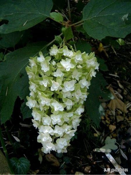 圆锥绣球花后修剪和冬季修剪,绣球无尽夏修剪没有芽点怎么修剪