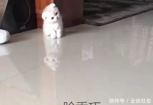 猫咪歪着脖子的原因,猫咪脖子有点歪怎么办