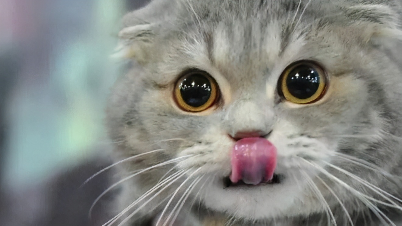 小奶猫什么时候可以不用保暖,除了无毛猫还有什么猫最丑