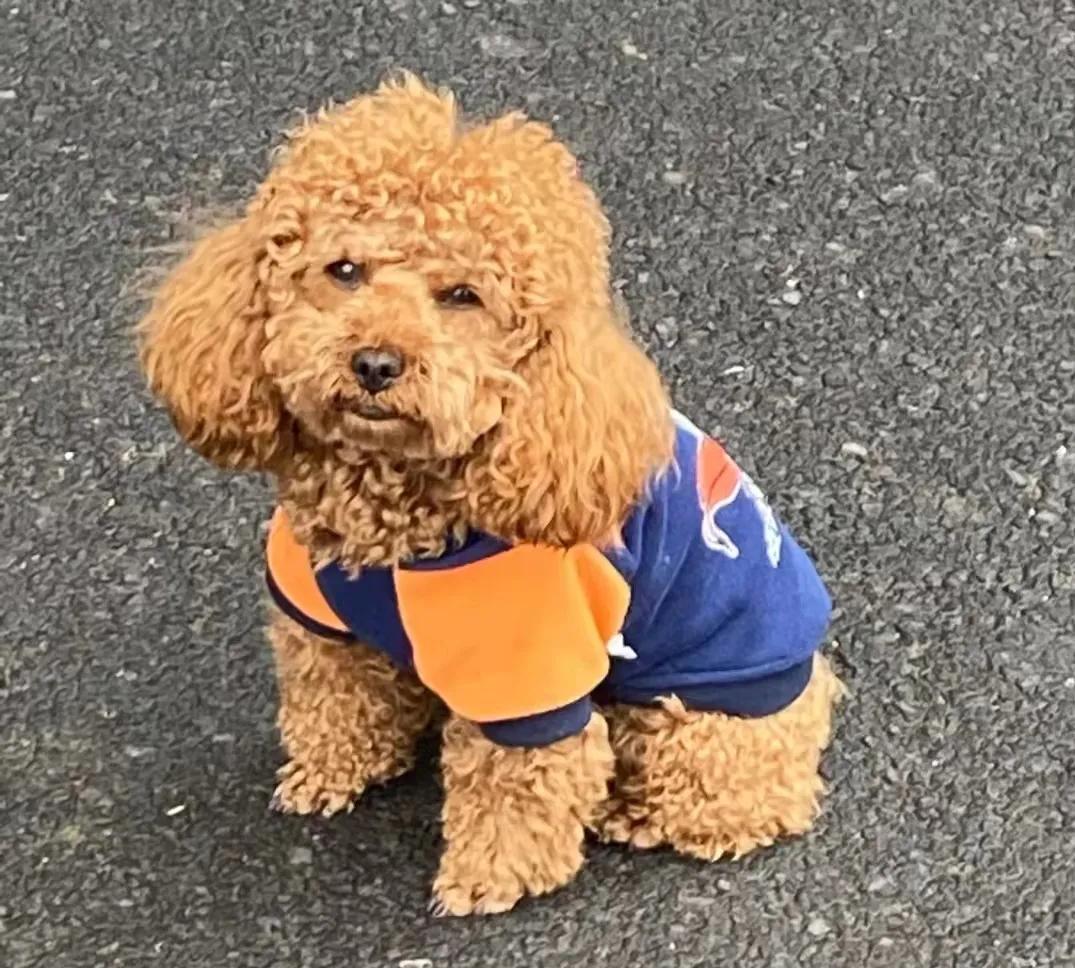 猫咪长了像胡子一样的毛 (为什么一个月多的猫咪毛发很凌乱)