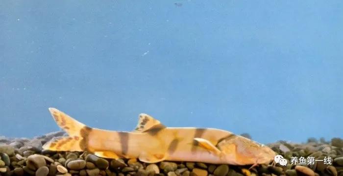 十种常见的水生动物,鳅科动物图片