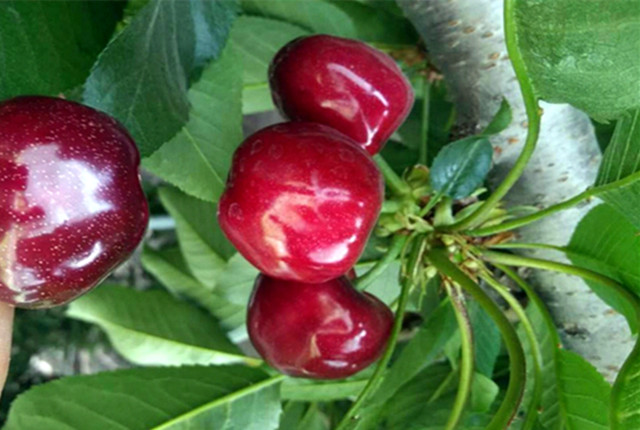 樱桃园开始采摘,樱桃采摘季漫山遍野红樱桃