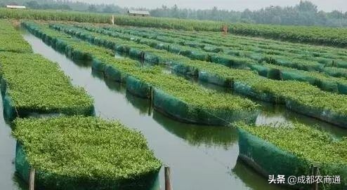 网箱养殖黄鳝最新全套技术,黄鳝大棚鳝巢高密度养殖技术