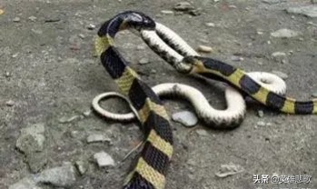 为什么金环蛇没有银环蛇毒性大,金环蛇银环蛇哪种蛇毒性强