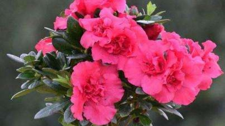 杜鹃花的养殖方法用什么肥,杜鹃花的养殖方法叶子怎么移栽