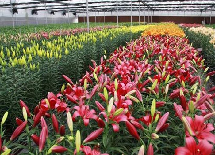 辽宁葫芦岛特产有哪些,辽宁特产有哪些值得带去的