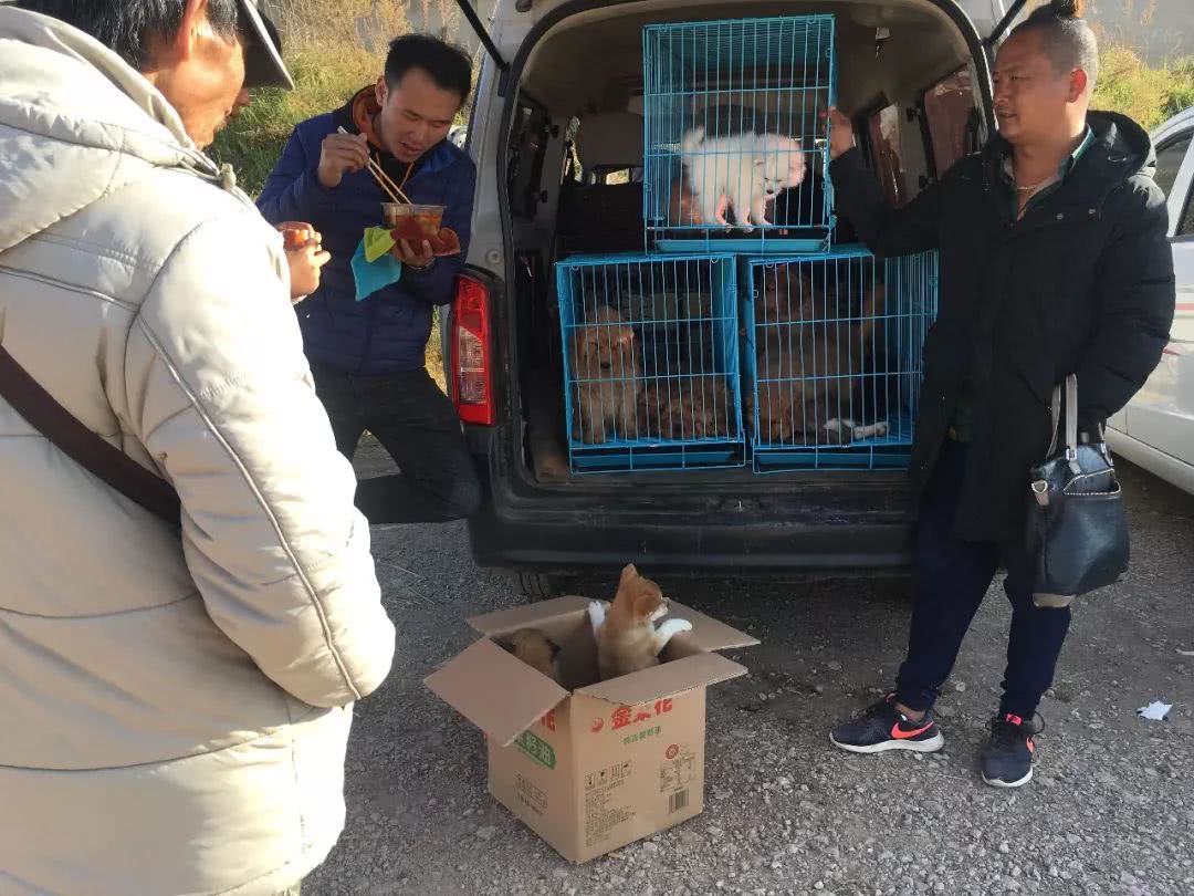 狗市：狗贩出售柴犬4千元，称血统纯正！买家：请出示证书