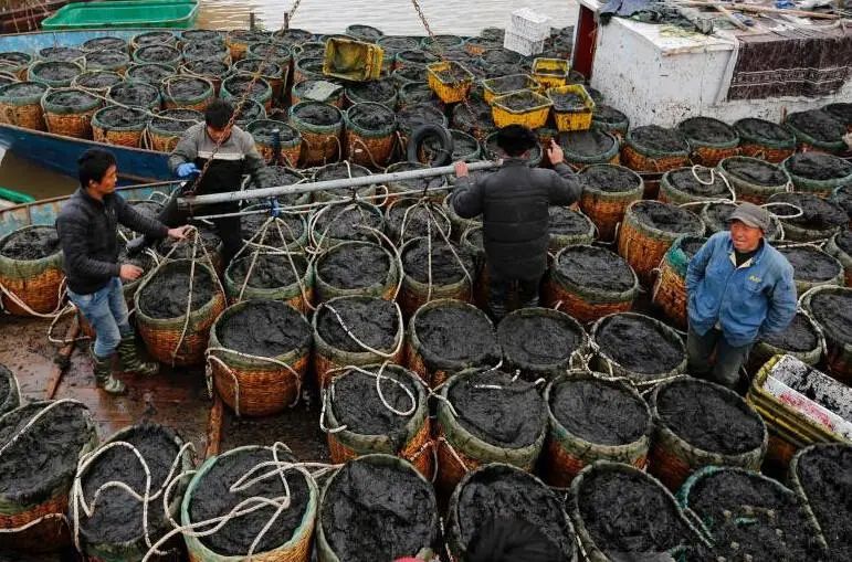 海苔和紫菜到底啥区别,紫菜和海苔的区别大全