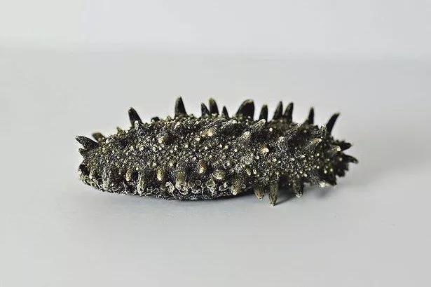 海参是北极参好还是辽参好,海参刺参光参