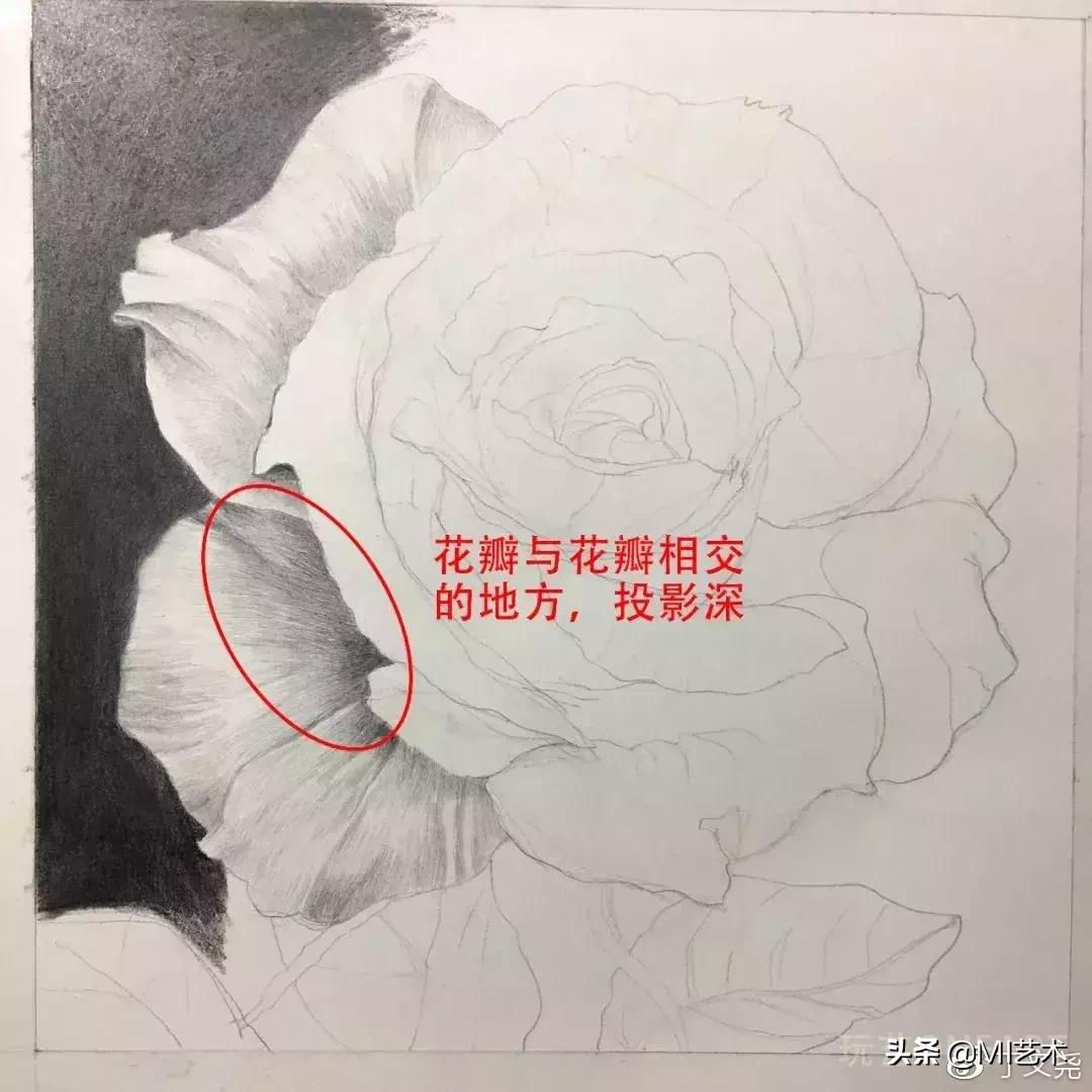 玫瑰花素描临摹高清图片,素描教程画花朵