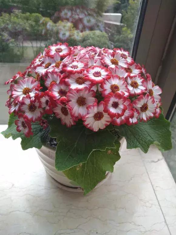 怎样才能让瓜多结果,怎样让瓜类多结瓜