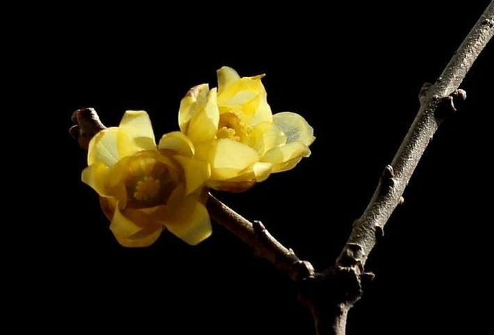 傲雪凌霜的腊梅正在绽放,傲立寒冬的腊梅