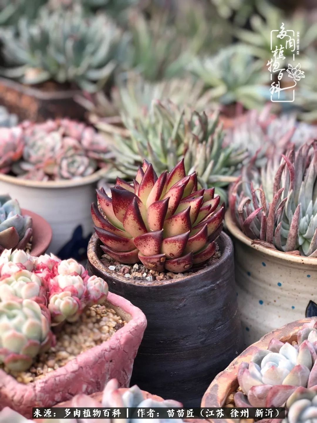 多肉之江湖：众肉友们，修仙渡劫几何了？