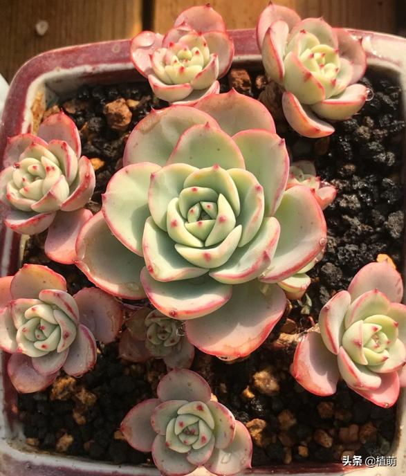 单头奶油黄桃容易爆头吗,奶油黄桃怎么养出状态