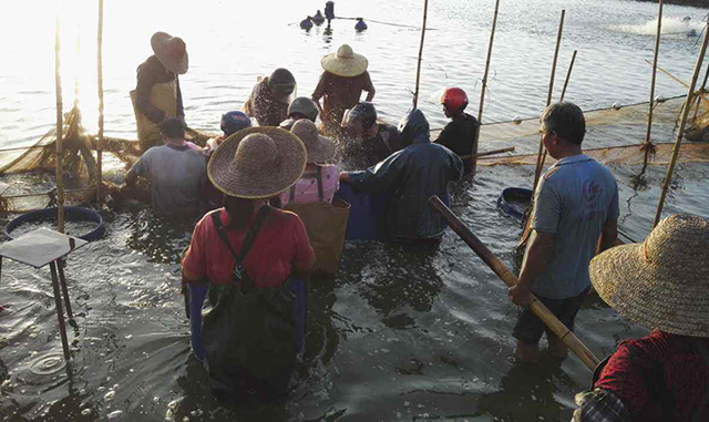 草鱼发病的最佳治疗方法,草鱼苗下塘后陆续死亡