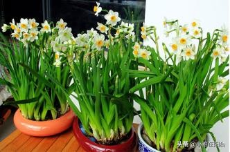 寒冬腊月养这“四种花”,越冷越开花,春节开的最美,花香满屋!