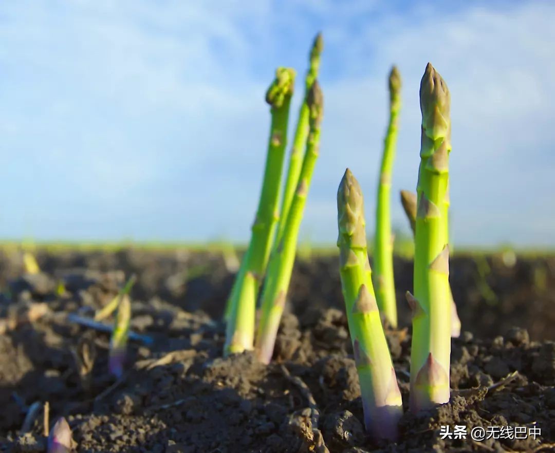 产业观察：“中国芦笋之乡”为何按下“慢进键”？