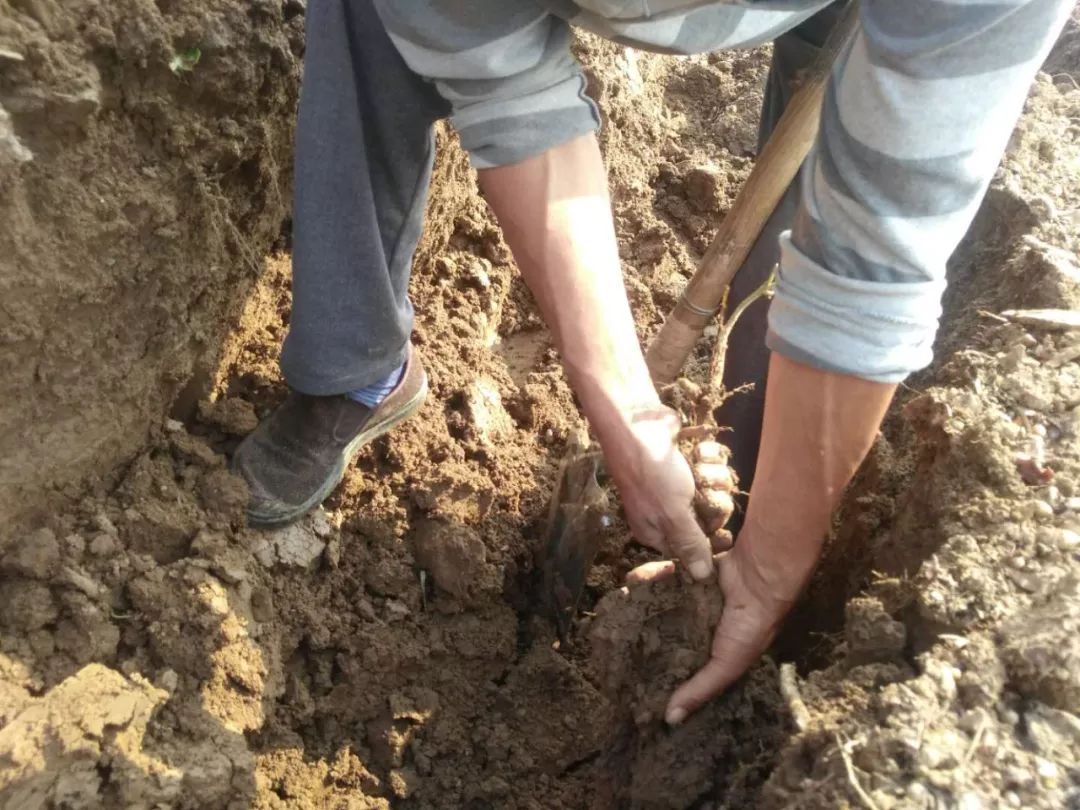 野生的山药好还是人工种植的好,山药种植新方法方便简单还高产