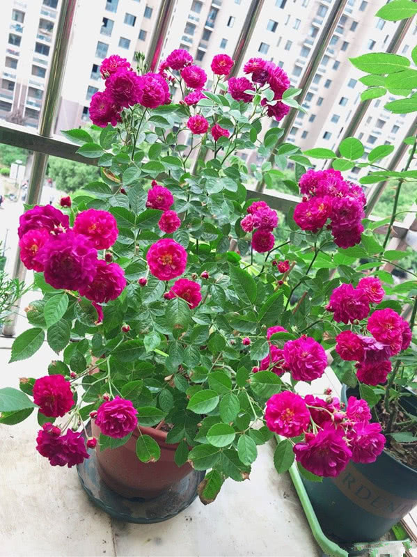 阳台养花选这款，比兰花还香，全年开花，花多易爆盆，值得入手