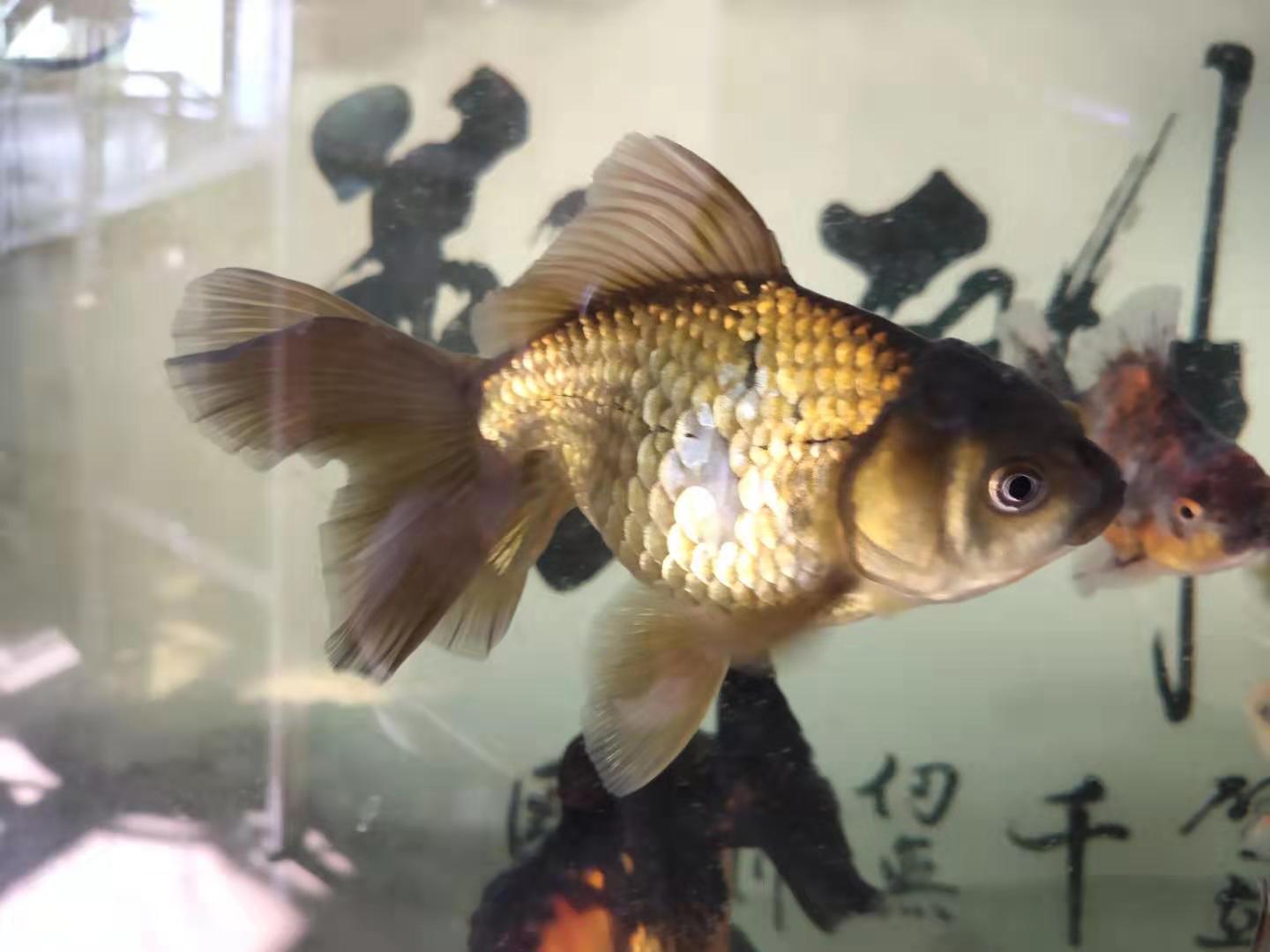 金鱼老掉鳞怎么回事,没有寄生虫金鱼为什么蹭缸