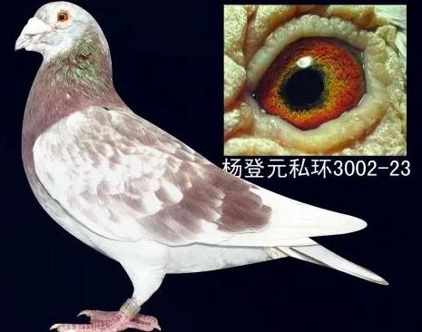 璧涙壃瑗跨縼鐓х墖,瑗跨縼璧涙壃