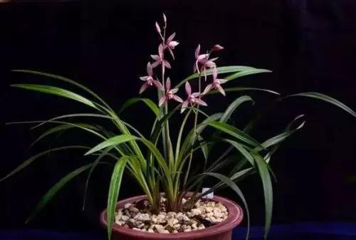 多季开花浓香的兰花品种有哪些,四季开花又香的兰花排名