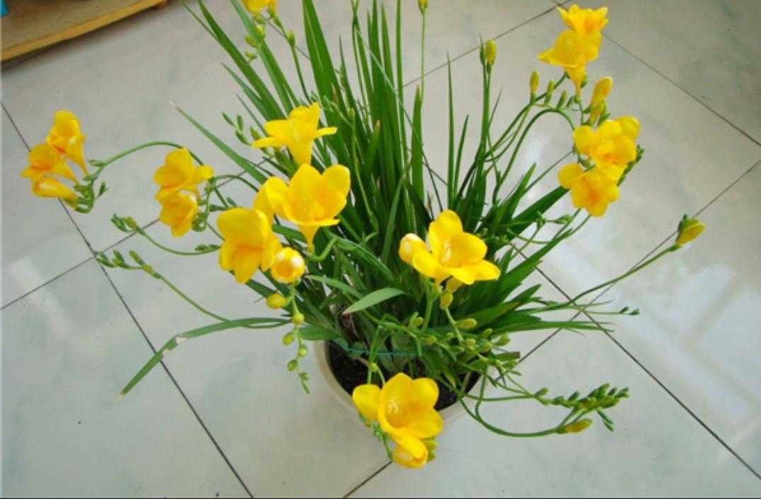 植物百科依兰花,香雪兰种植方法