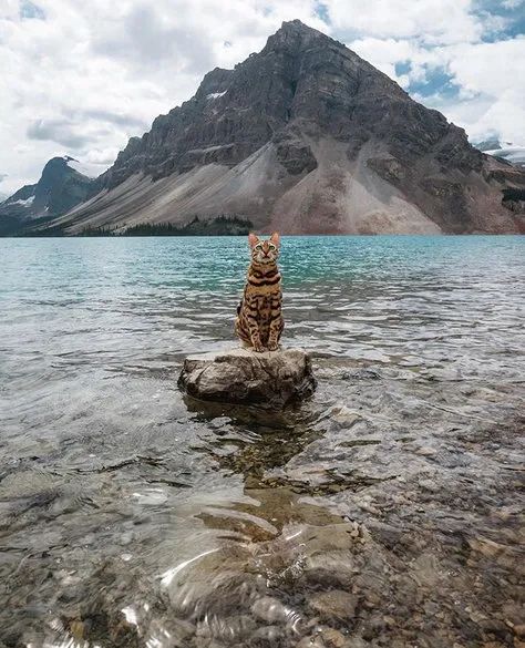 幼猫中暑了心肺复苏,猫咪防暑降温的方法蚂蚁庄园