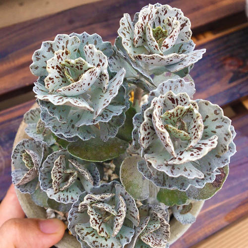 1000种多肉植物图鉴大全大图,景天科1000种多肉植物图鉴