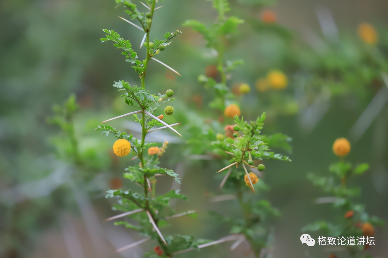 被称为“非洲最强挖掘机”的它，挖洞速度比6个人还快