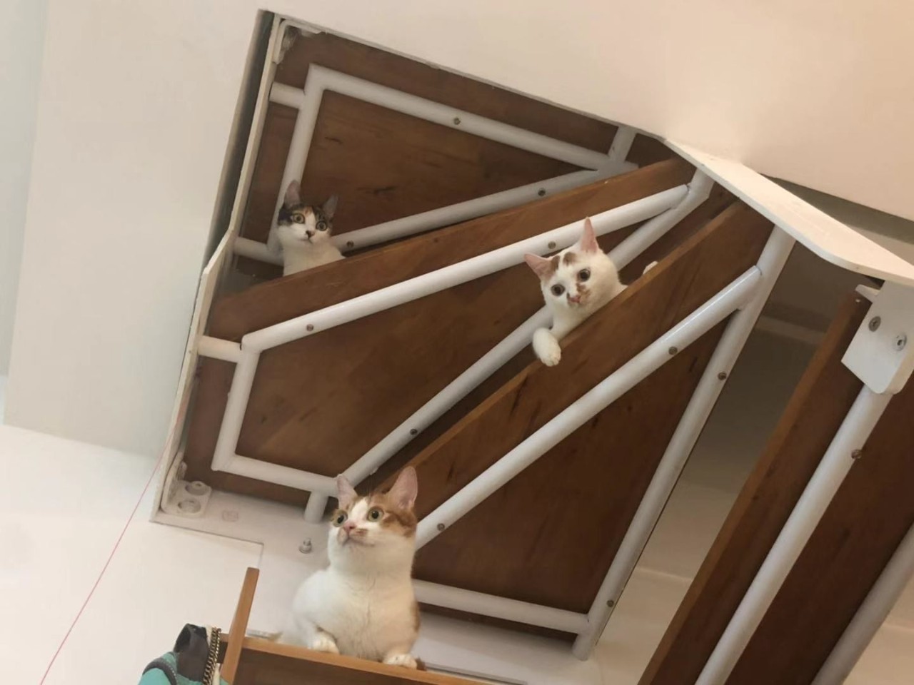 猫咪可以缓解焦虑抑郁吗,猫也会焦虑型依恋吗