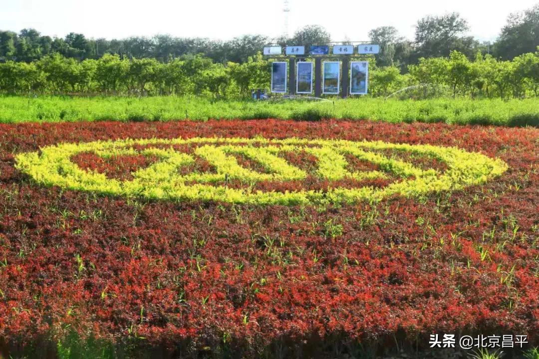 北京庆七一花坛摆放图片,北京长安街迎国庆立体花坛亮相