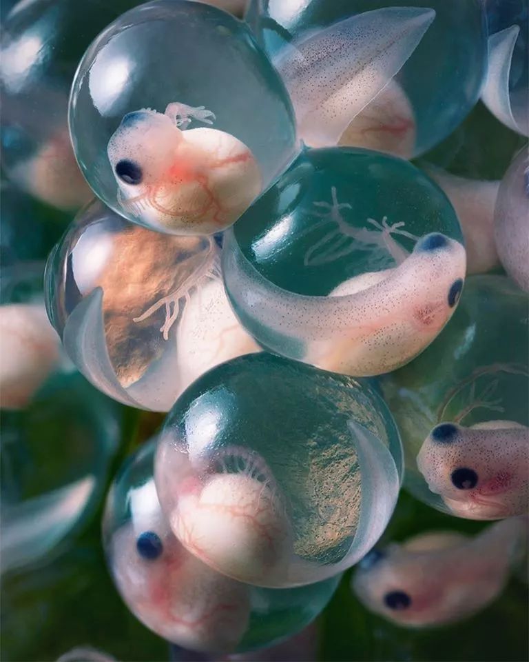 近年来濒危的野生动物有哪些,濒临灭绝的珍稀野生动物