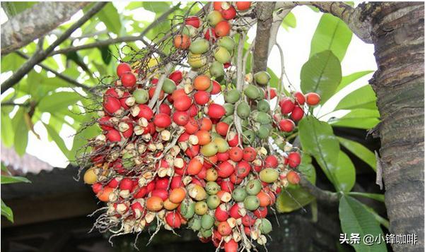猫屎咖啡为什么要叫这个名字,猫屎咖啡的说说