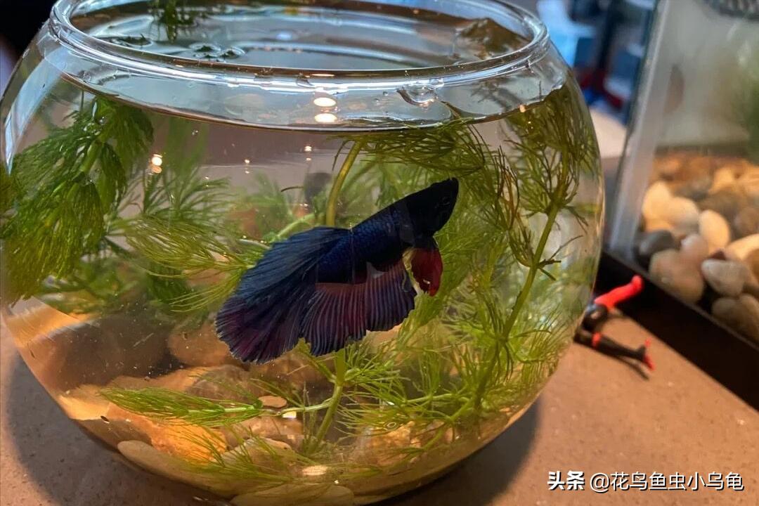 斗鱼要怎么养才能养得又大又漂亮,斗鱼怎么养才好看又好养活