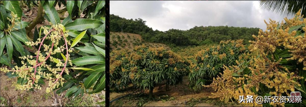 海南反季节芒果催花为何会催出芽,芒果催花后冒浆是花还是芽