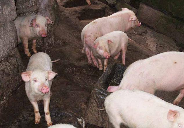 猪气喘是什么原因,猪气喘病的发病原因