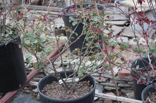 封闭阳台爬藤月季如何牵引,爬藤月季怎么牵引花墙才能开爆花