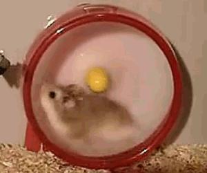 饲养仓鼠,我们只讲科学